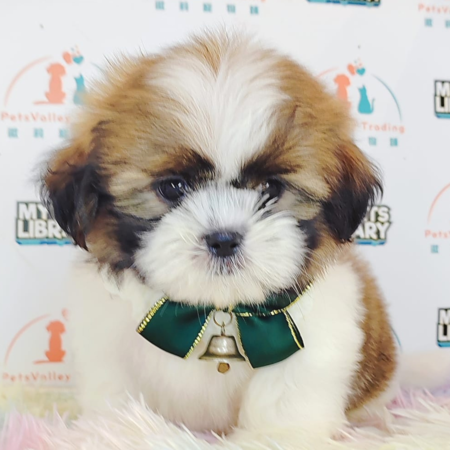 Shih Tzu Puppy (Female) For Sale