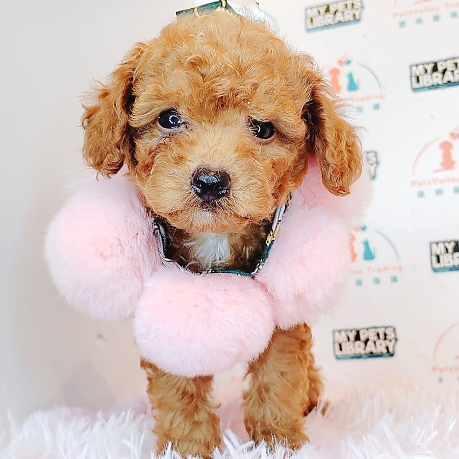 Tiny Poodle Puppy (Male) For Sale