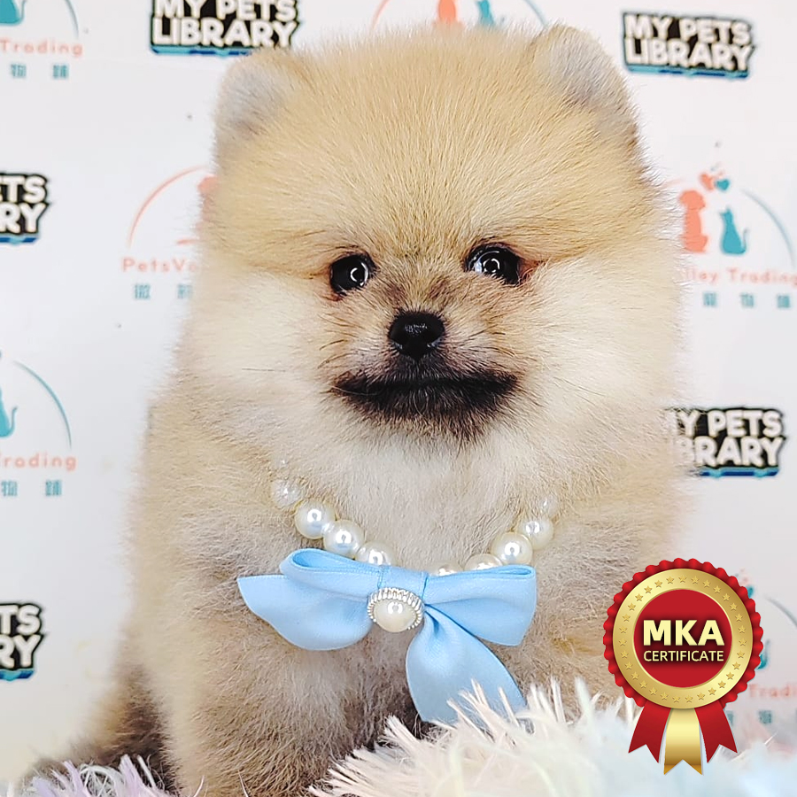MKA Pomeranian Puppy (Male) For Sale