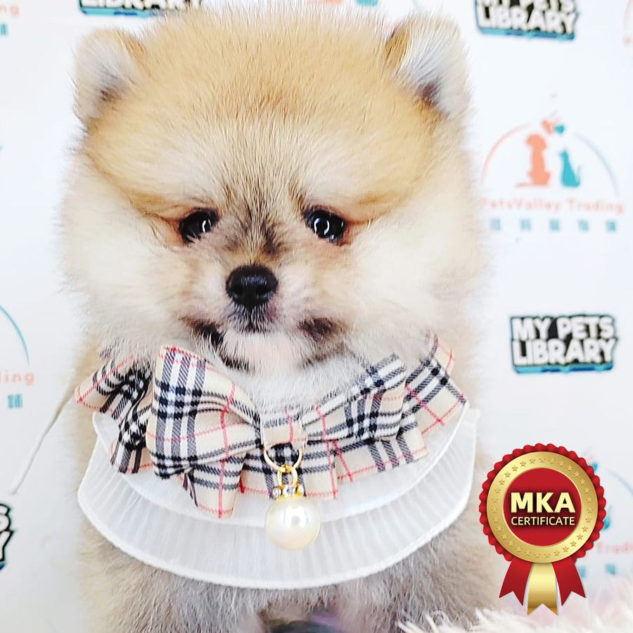 MKA Pomeranian Puppy (Male) For Sale