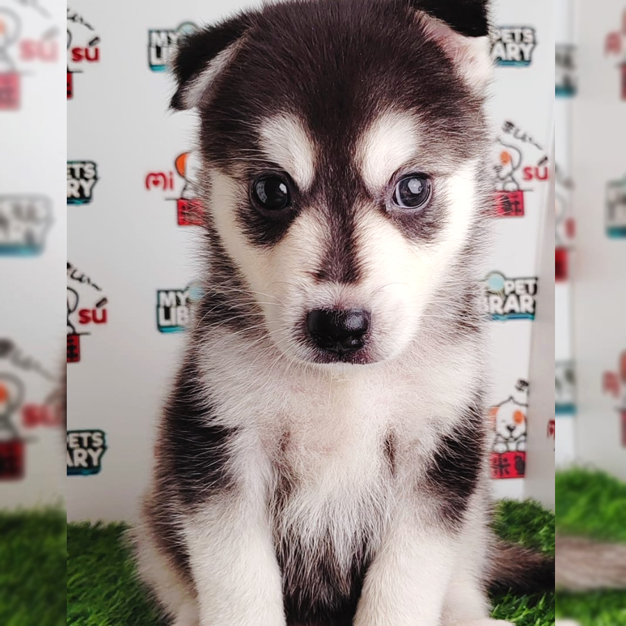 Wooly Husky Puppy (Male) For Sale