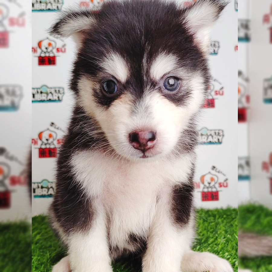 Wooly Husky Puppy (Female) For Sale