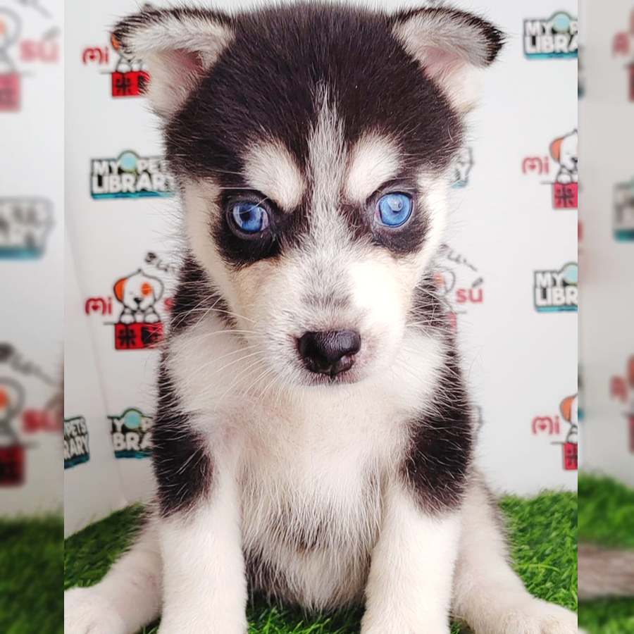 Wooly Husky Puppy (Female) For Sale