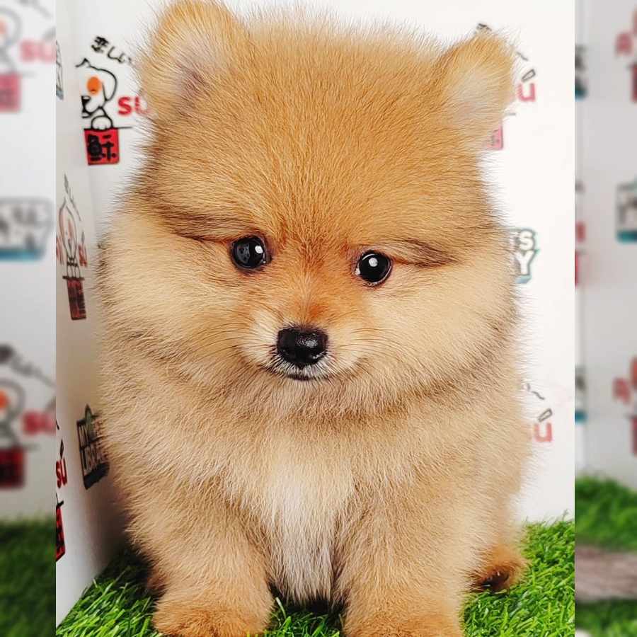 Pomeranian Puppy (Male) For Sale