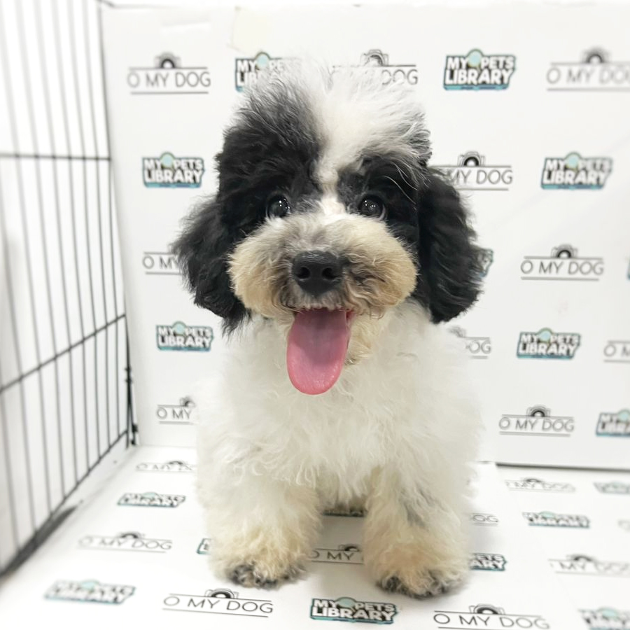 Toy Poodle Puppy (Female) For Sale