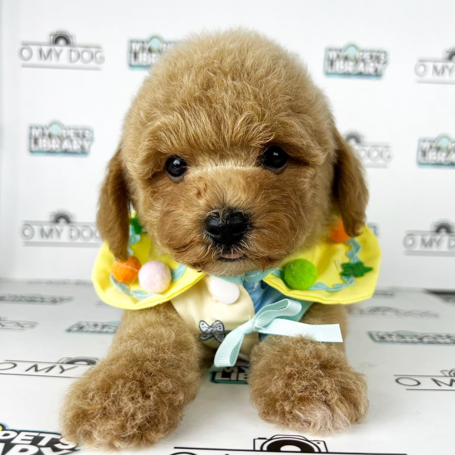 Toy Poodle Puppy (Male) For Sale