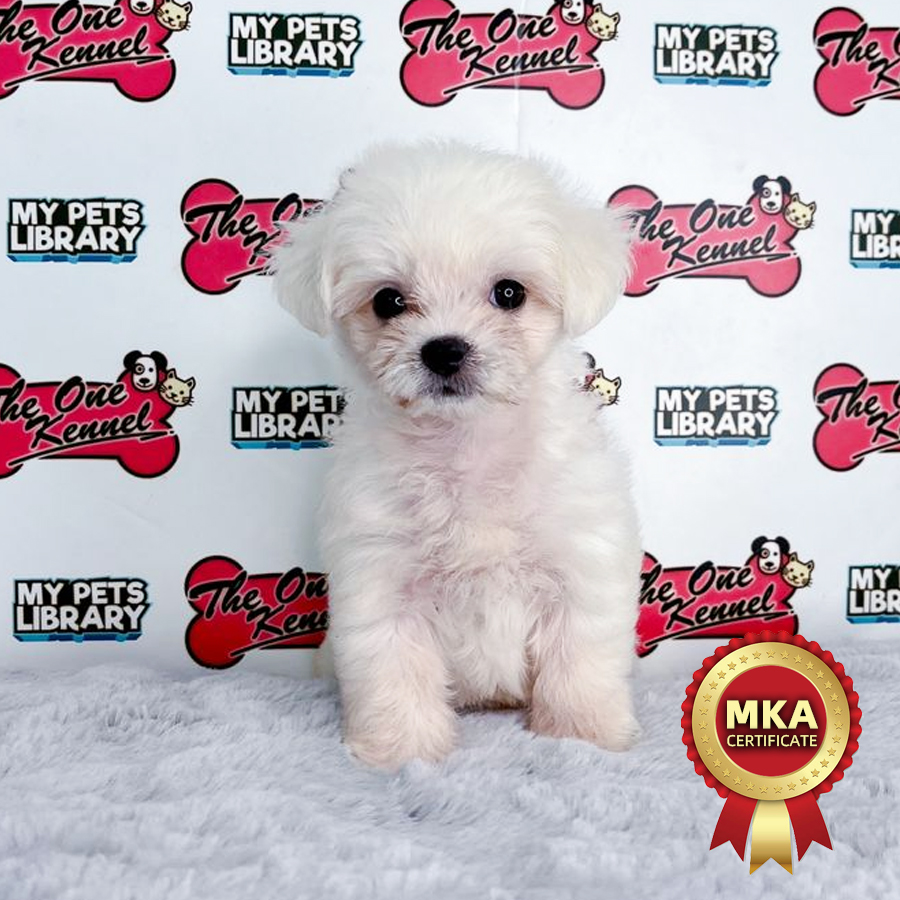 MKA Maltese Puppy (Female) For Sale