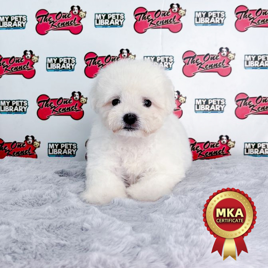 MKA Bichon Frise Puppy (Male) For Sale