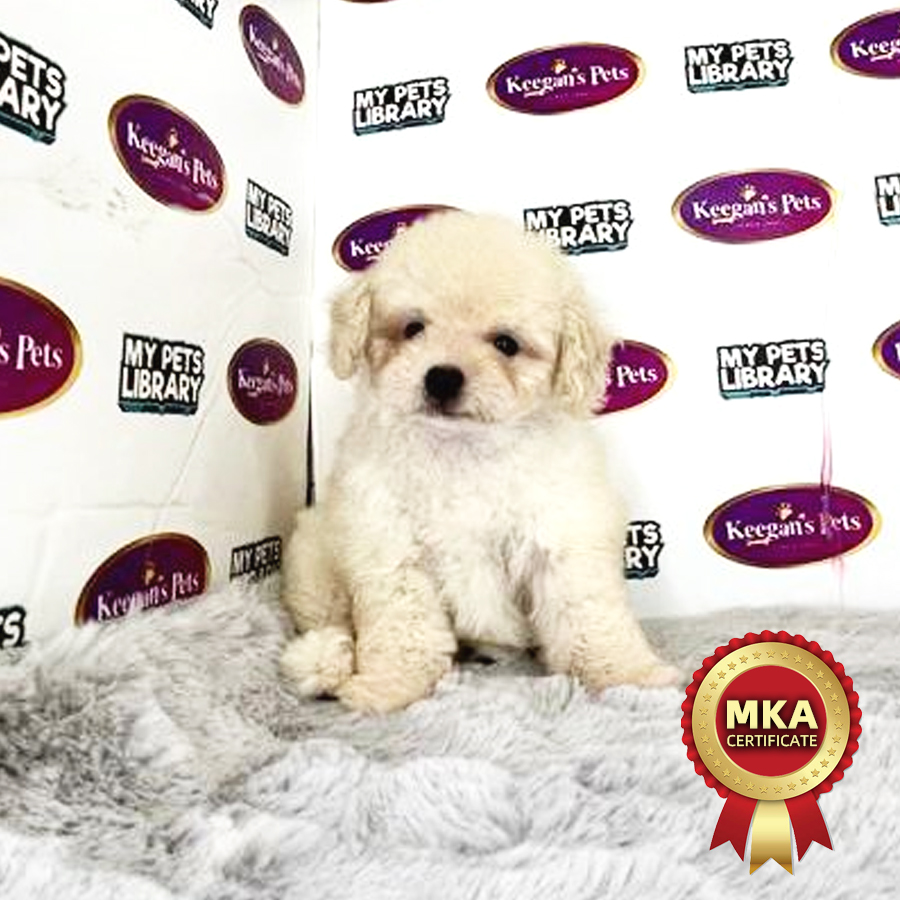 MKA Tiny Poodle Puppy (Female) For Sale