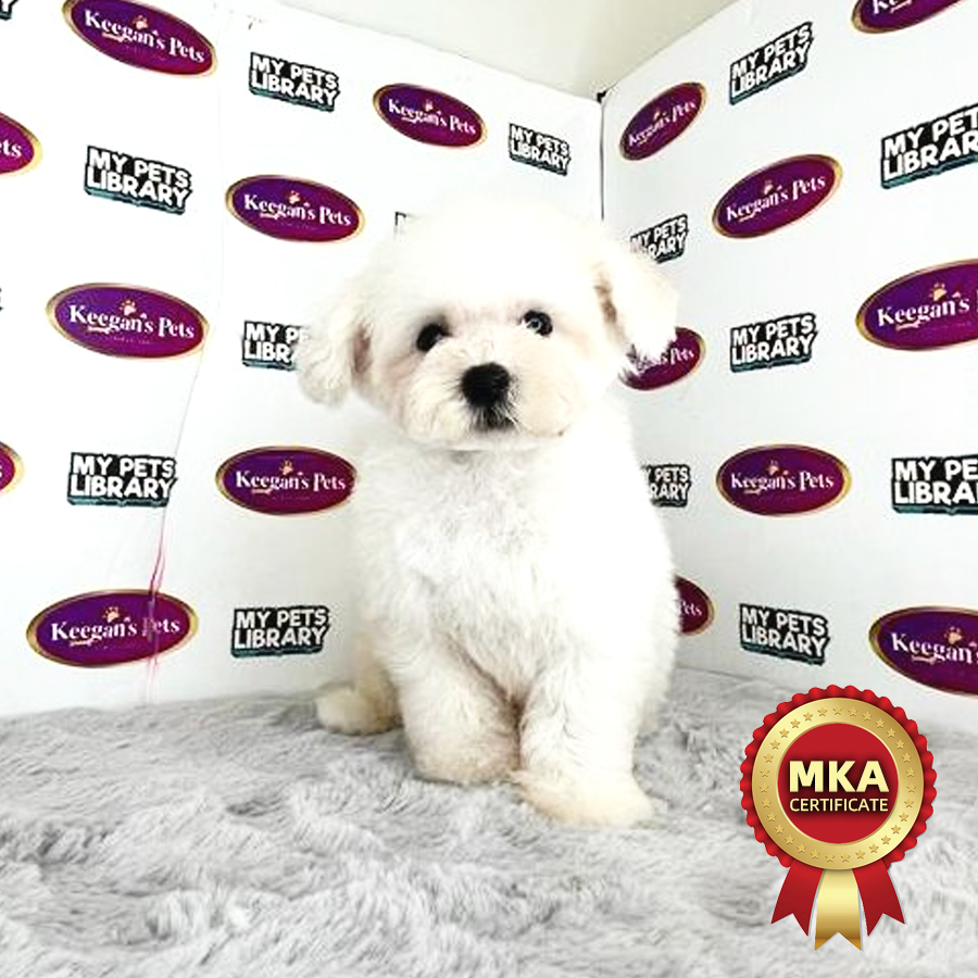 MKA Bichon Frise Puppy (Male) For Sale
