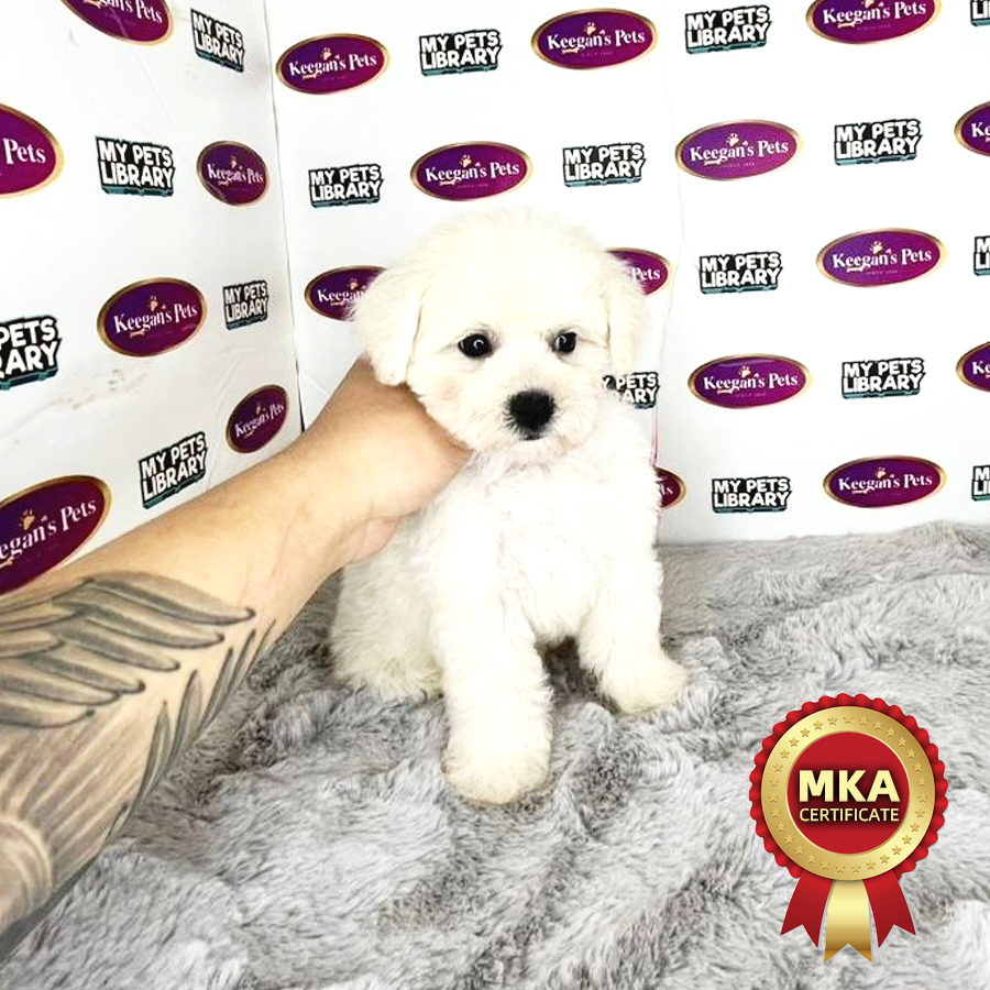 MKA Bichon Frise Puppy (Male) For Sale