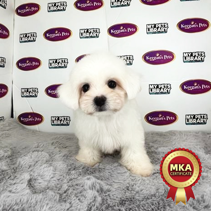 MKA Maltese Puppy (Male) For Sale