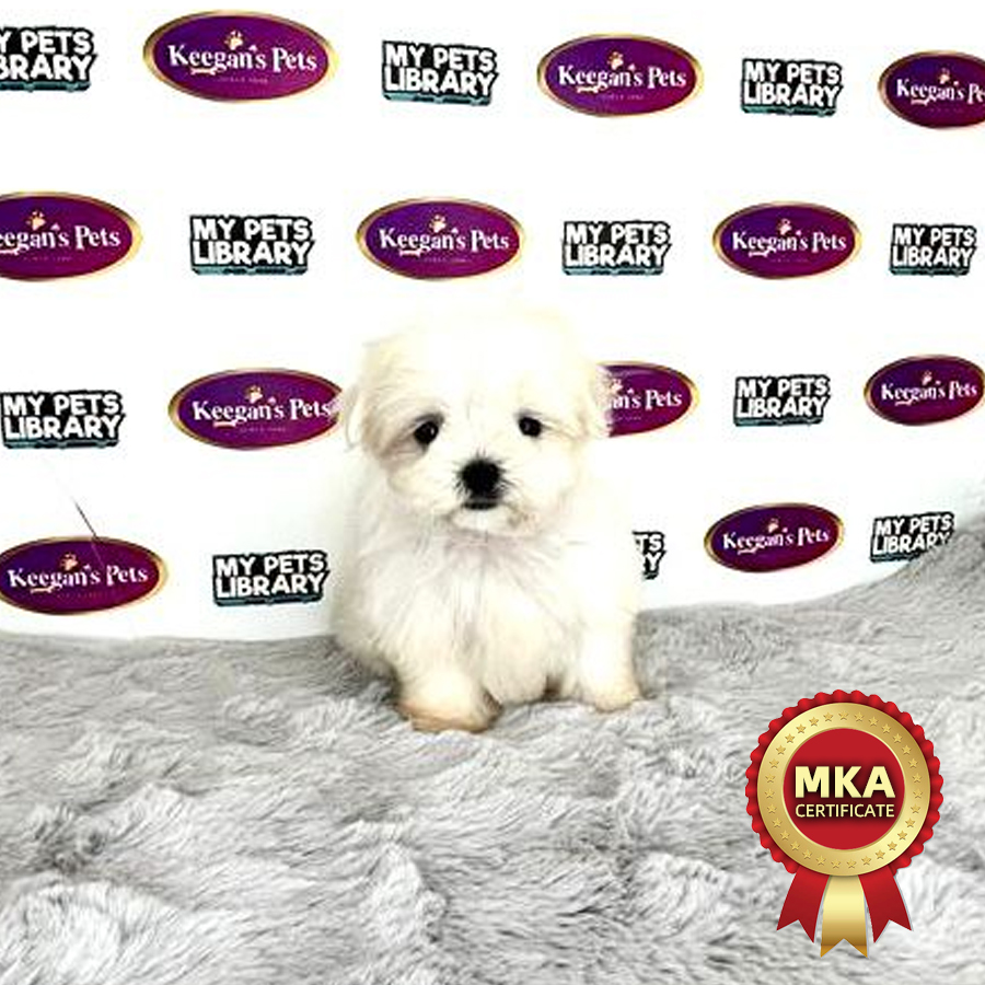 MKA Tiny Maltese Puppy (Female) For Sale