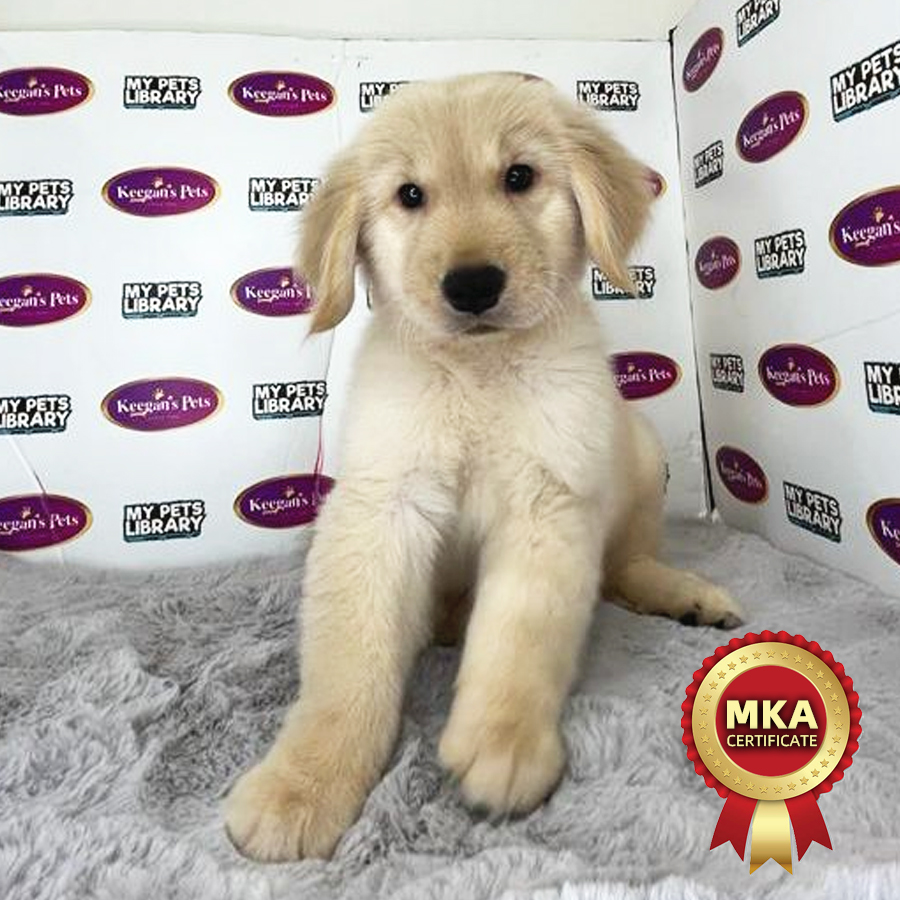 MKA Golden Retriever Puppy (Female) For Sale