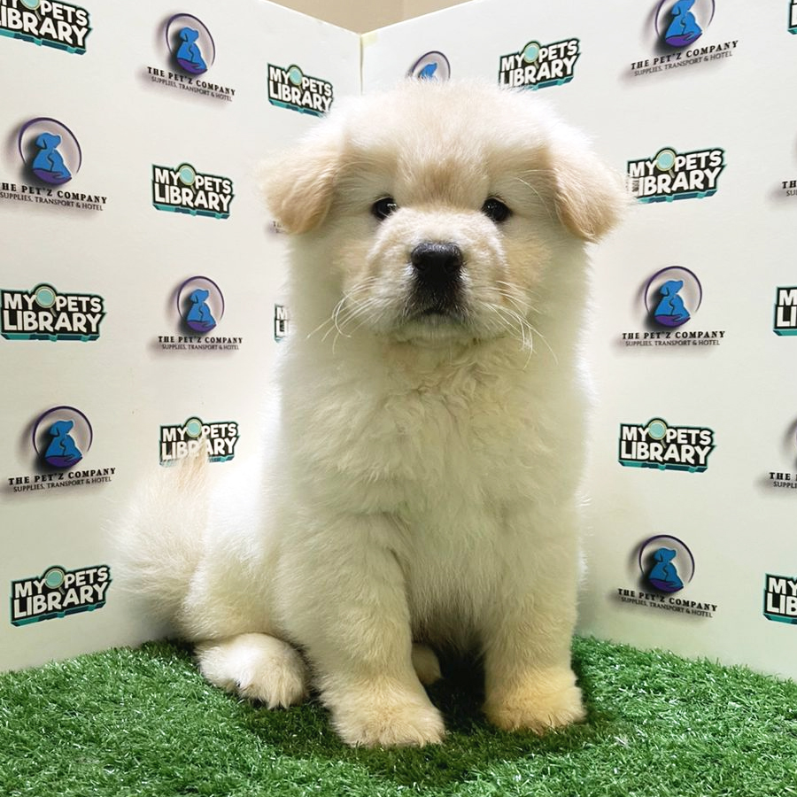 Chow Chow Puppy (Male) For Sale