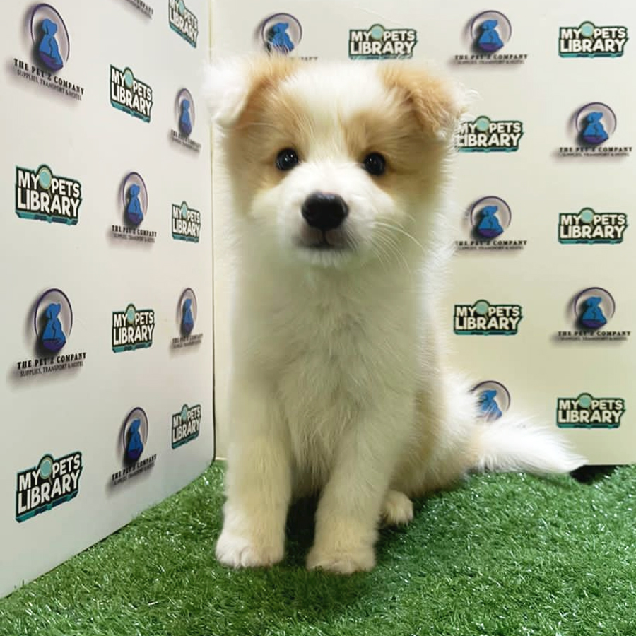 Border Collie Puppy (Male) For Sale