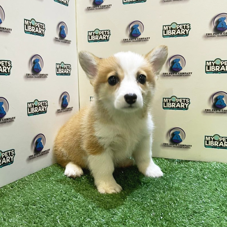 Welsh Corgi Puppy (Female) For Sale
