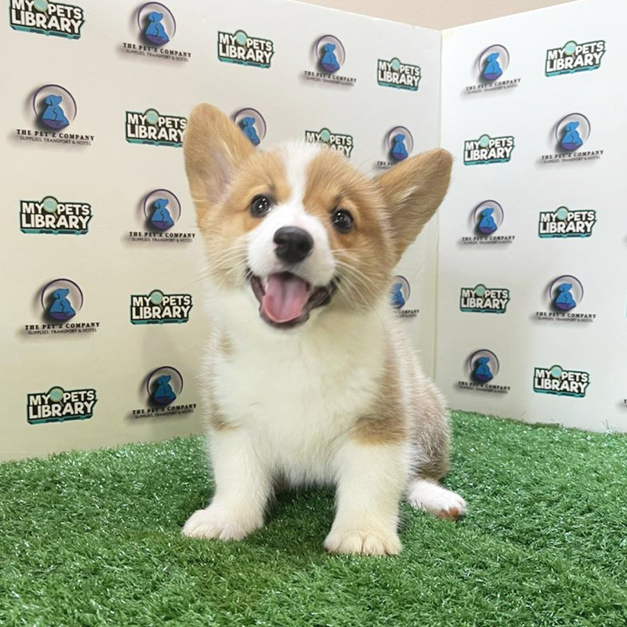 Welsh Corgi Puppy (Male) For Sale