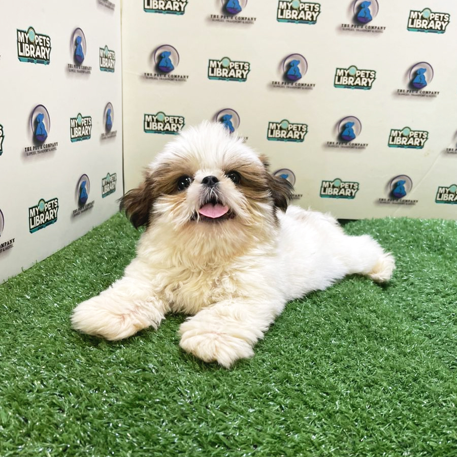Shih Tzu Puppy (Male) For Sale