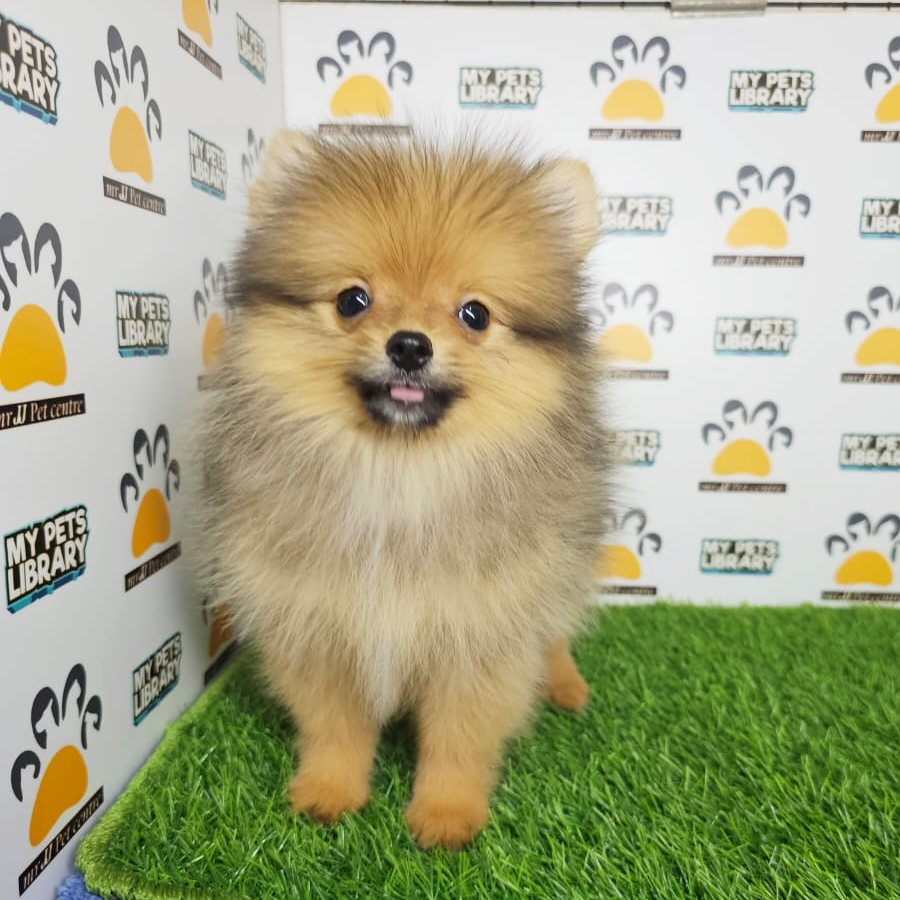 Tiny Pomeranian Puppy (Male) For Sale