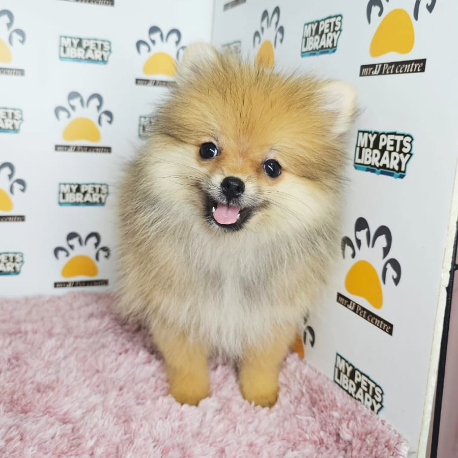 Tiny Pomeranian Puppy (Female) For Sale