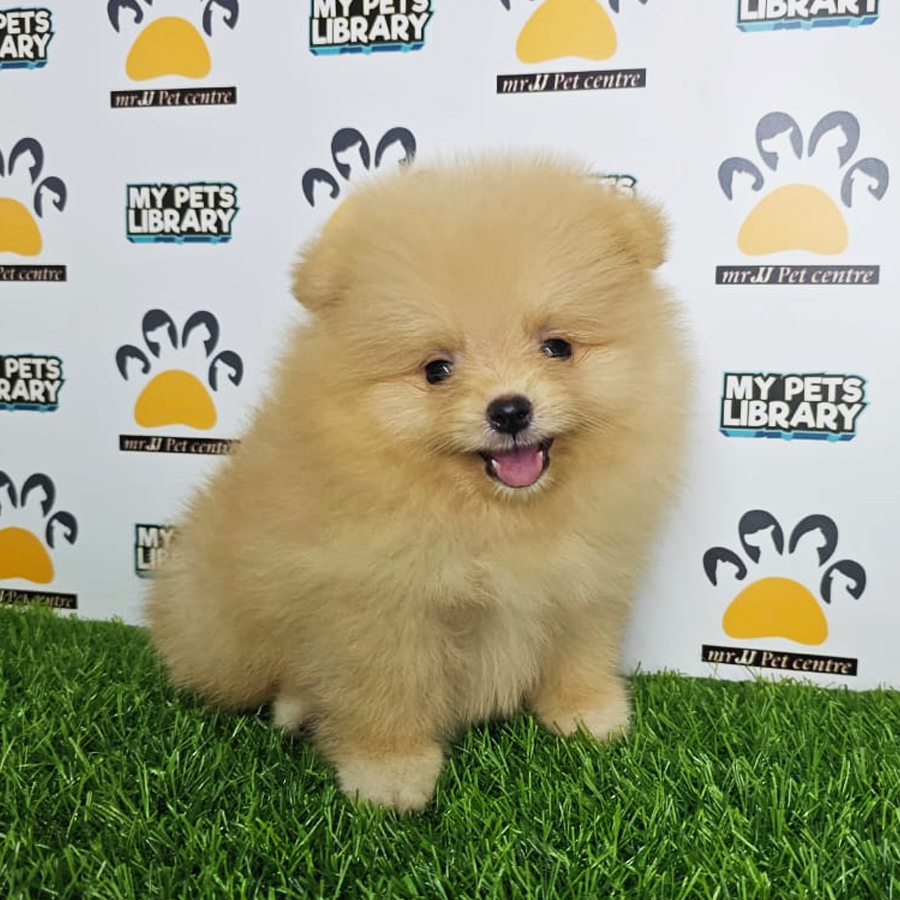 Tiny Pomeranian Puppy (Male) For Sale