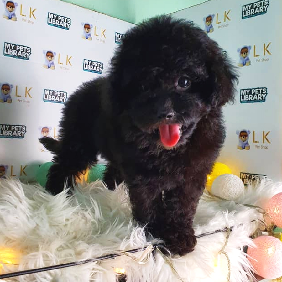 Toy Poodle Puppy (Female) For Sale