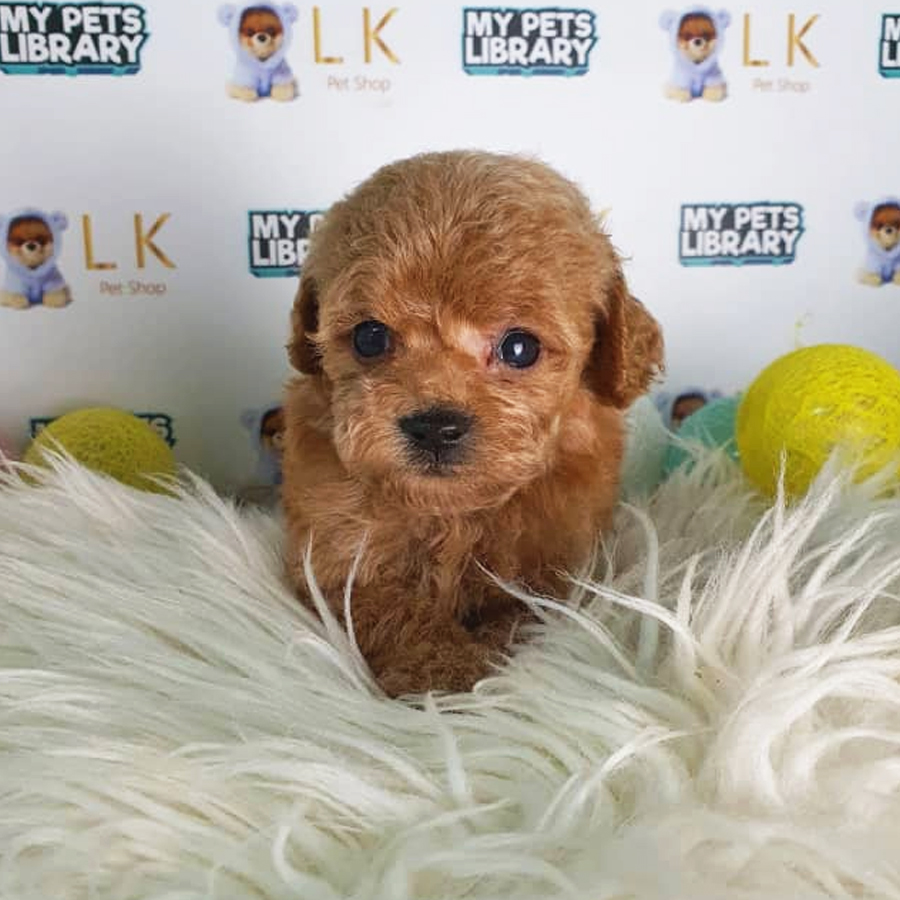 Toy Poodle Puppy (Male) For Sale