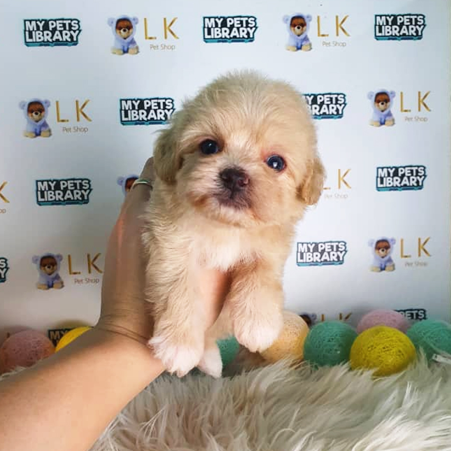 Toy Poodle Puppy (Male) For Sale