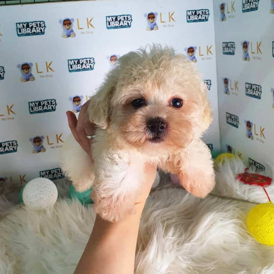 Toy Poodle Puppy (Female) For Sale
