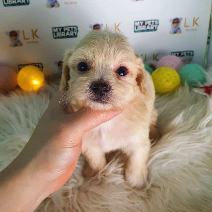 Maltipoo Puppy (Male) For Sale