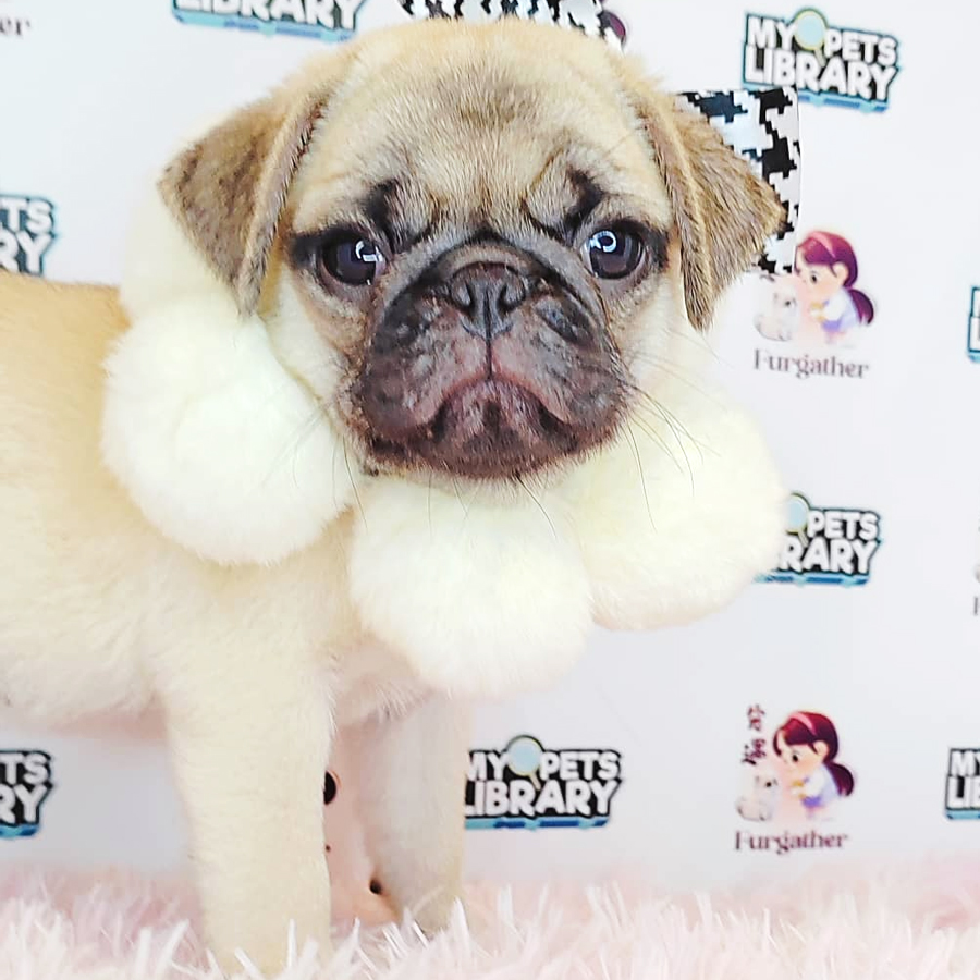 Pug Puppy (Male) For Sale