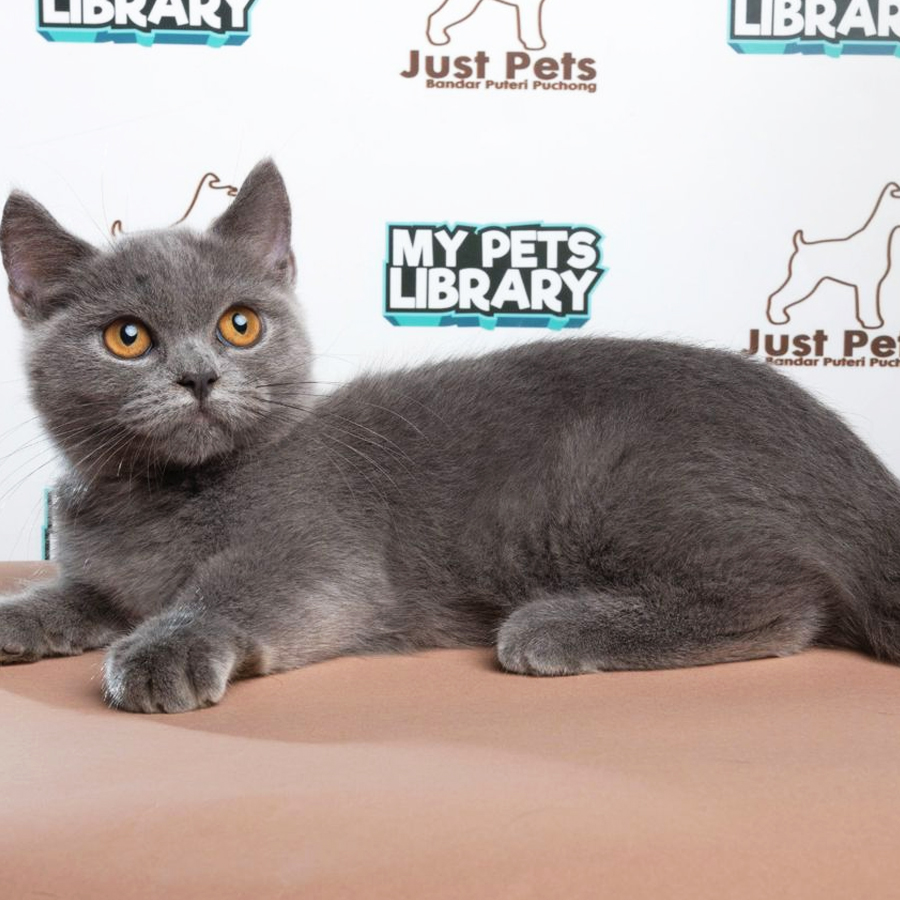 Munchkin British Shorthair Kitten (Female) For Sale