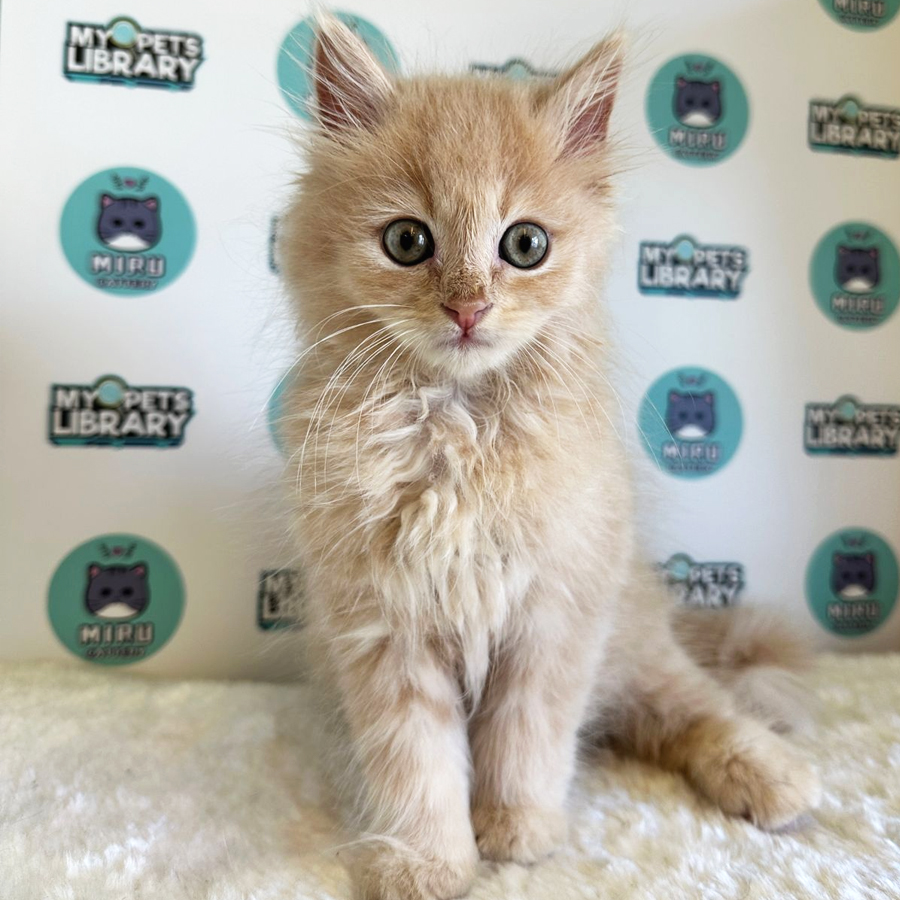 Persian Kitten (Male) For Sale