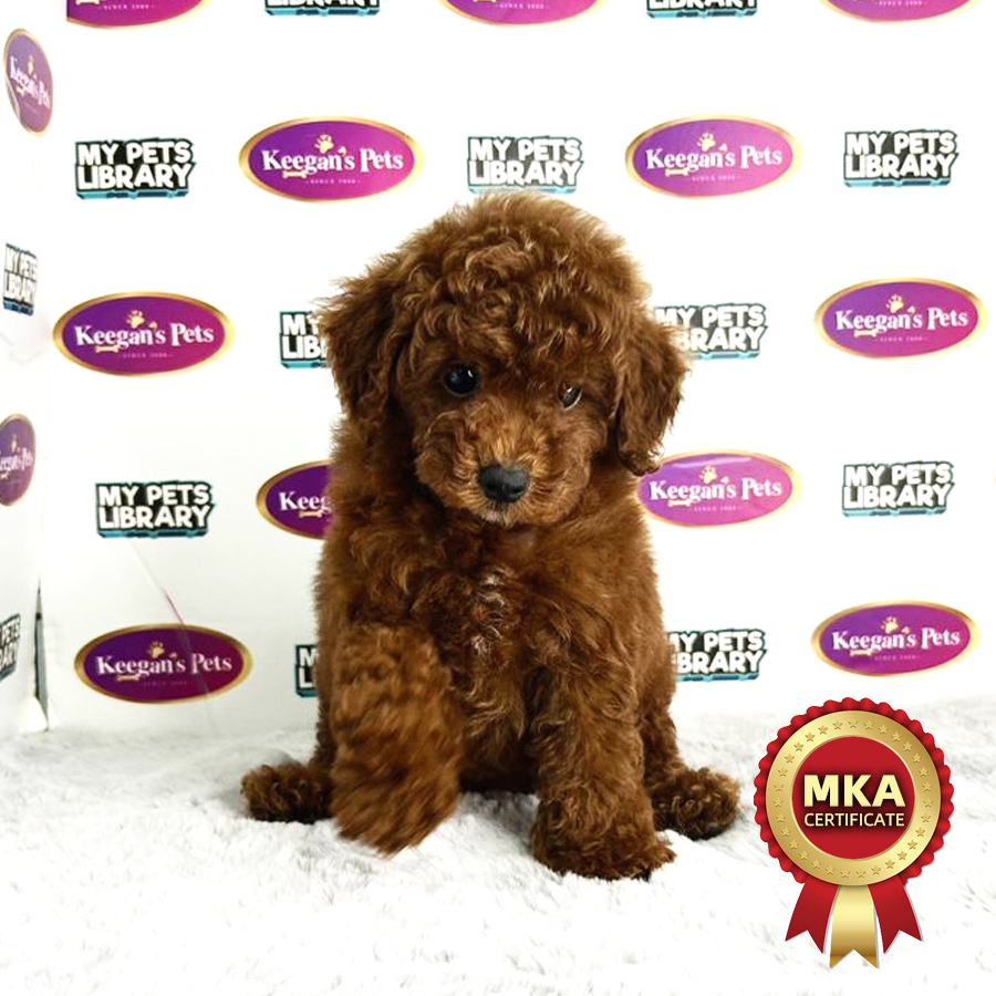 MKA Toy Poodle Puppy (Male) For Sale