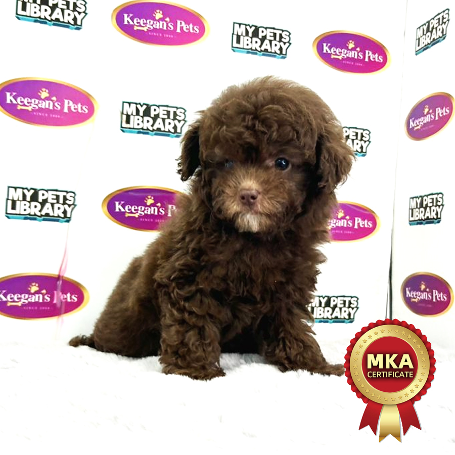 MKA Tiny Poodle Puppy (Female) For Sale