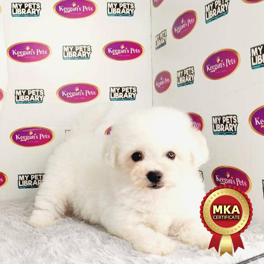 MKA Bichon Frise Puppy (Male) For Sale