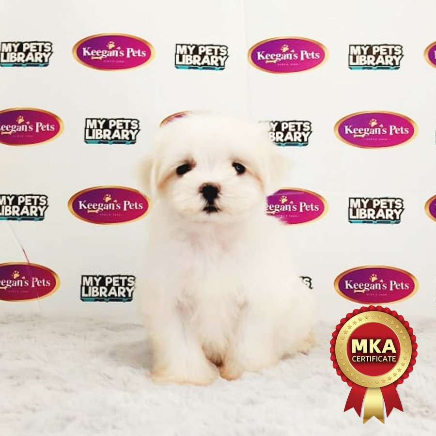 MKA Tiny Maltese Puppy (Male) For Sale
