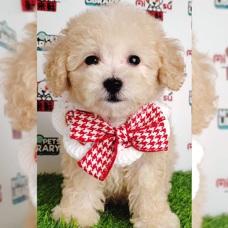Tiny Poodle Puppy (Female) For Sale