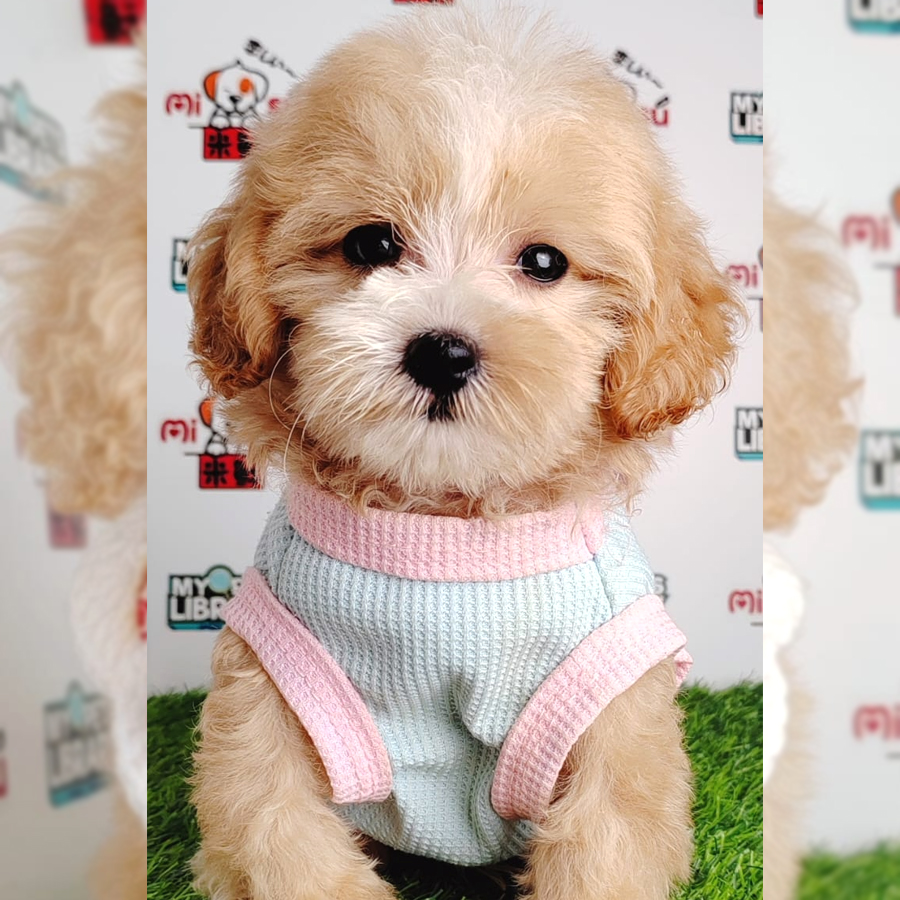 Tiny Poodle Puppy (Female) For Sale