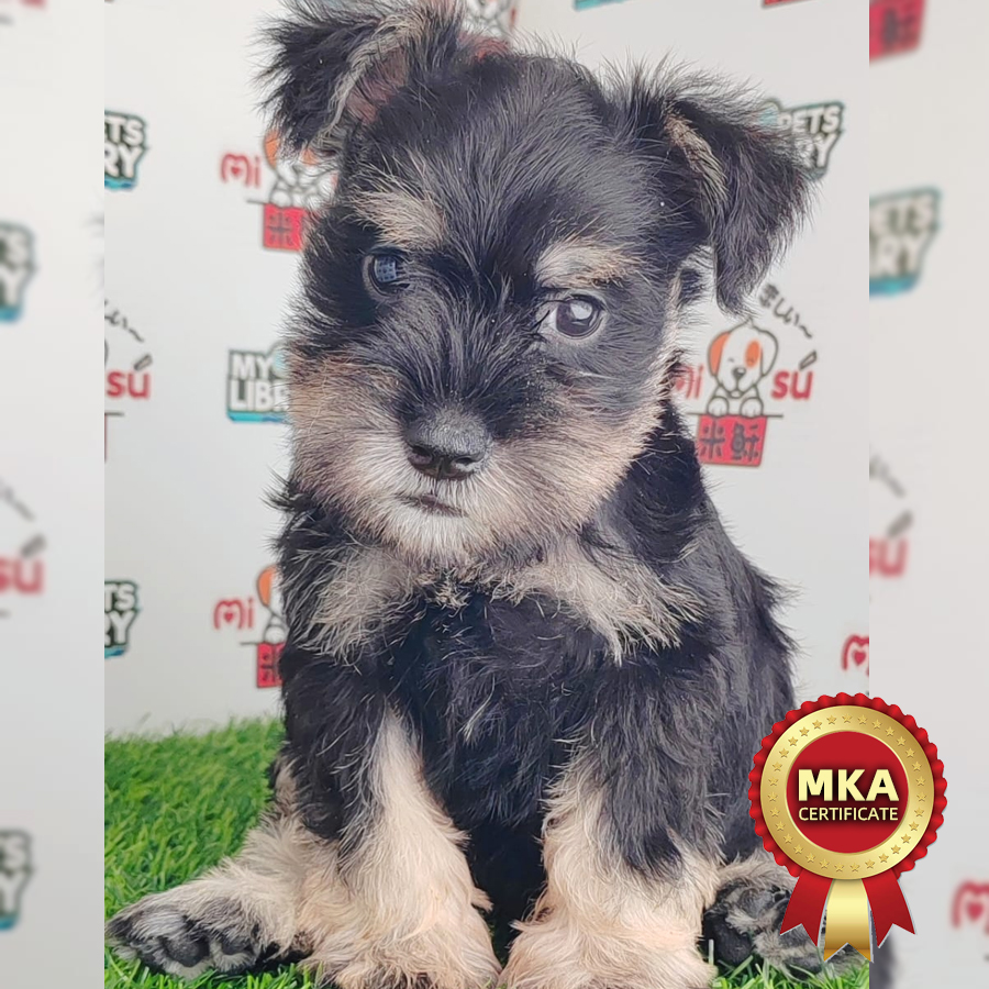 MKA Scnauzer Puppy (Male) For Sale