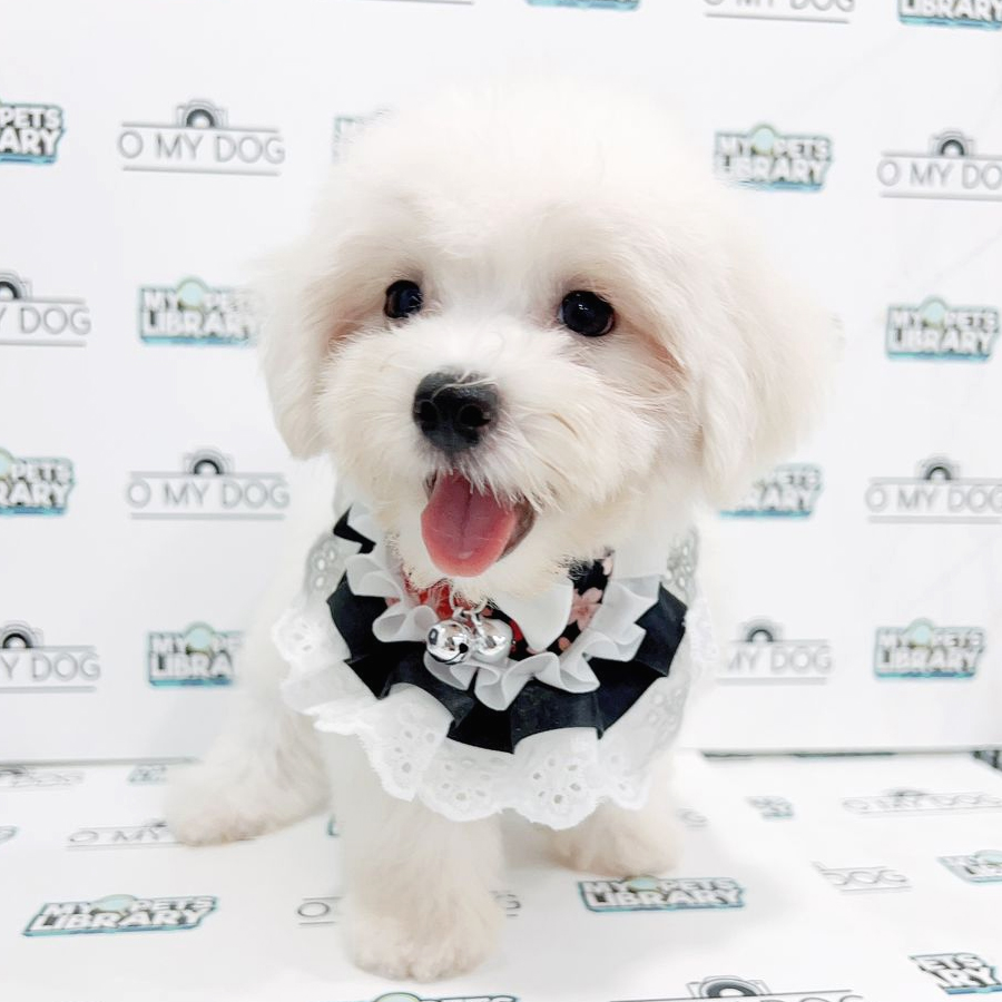 Tiny Maltese Puppy (Male) For Sale