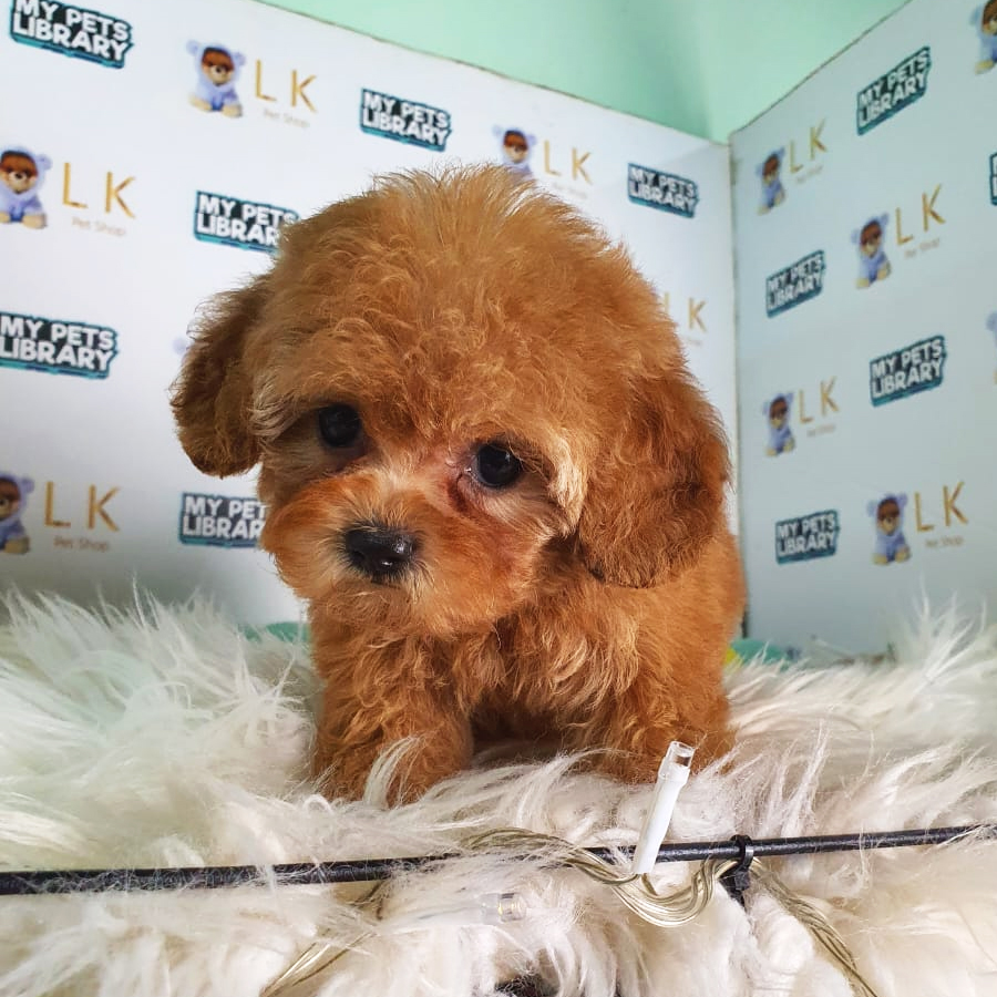 Maltipoo Puppy (Female) For Sale