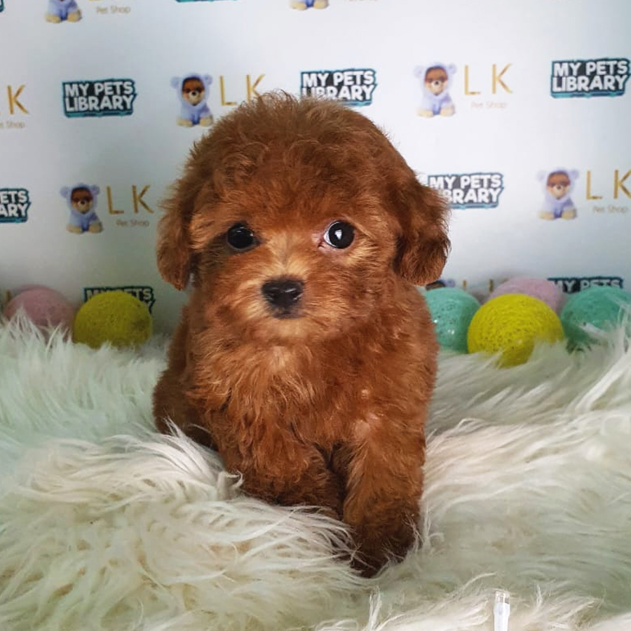 Toy Poodle Puppy (Female) For Sale