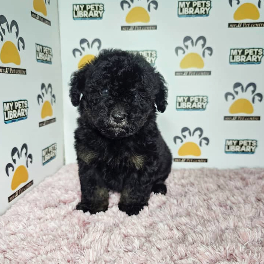 Tiny Poodle Puppy (Female) For Sale