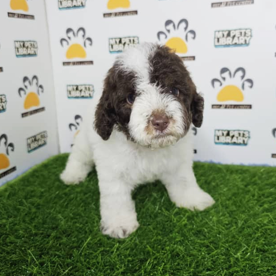 Tiny Poodle Puppy (Male) For Sale