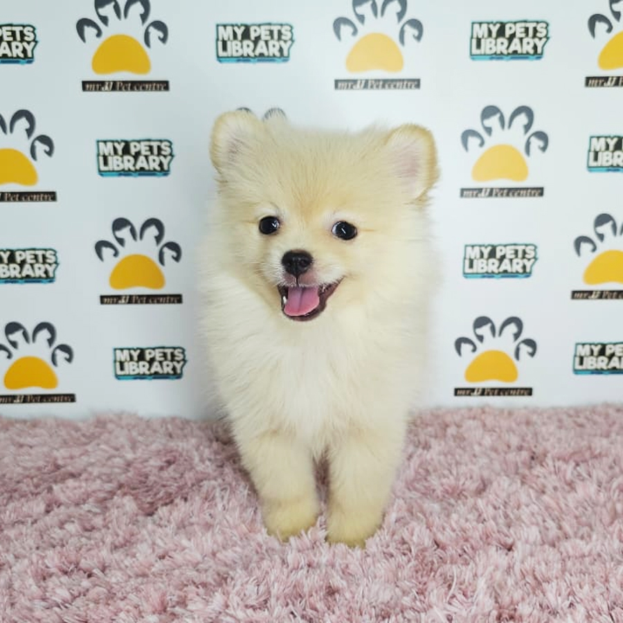 Tiny Pomeranian Puppy (Female) For Sale