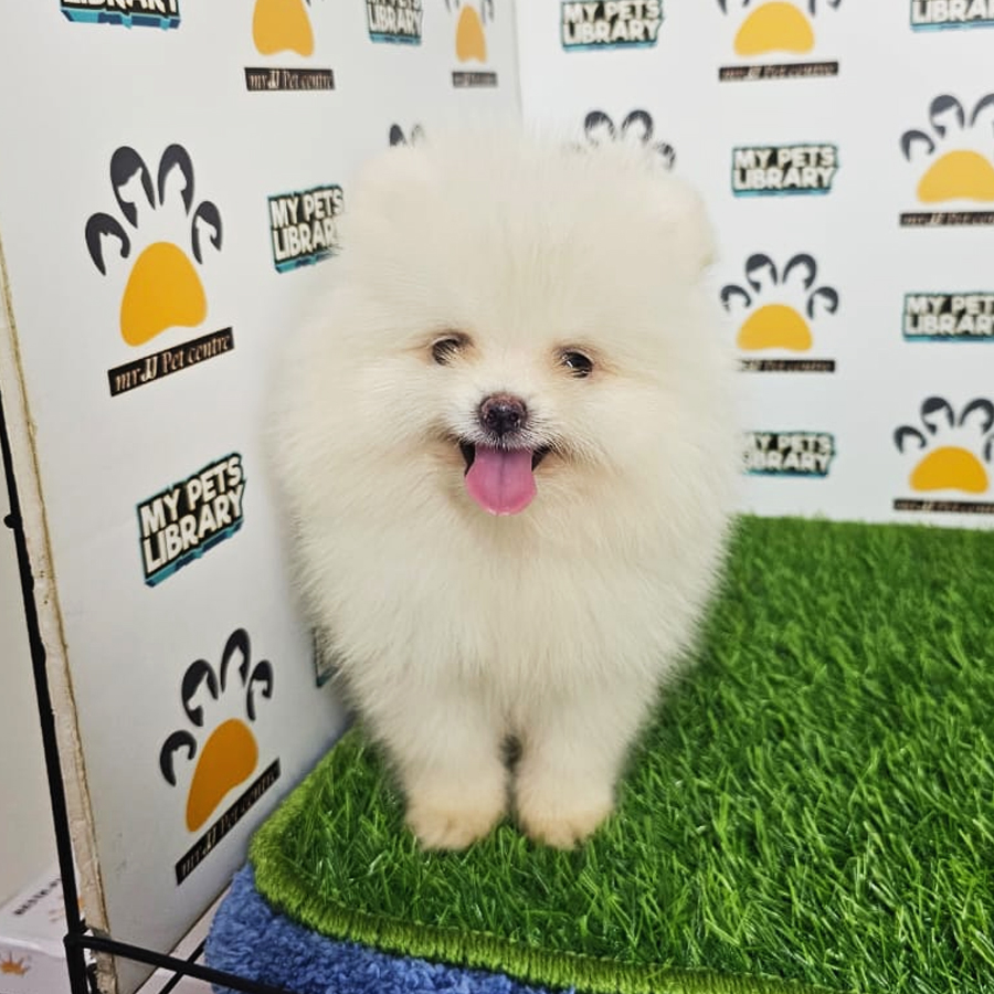 Tiny Pomeranian Puppy (Male) For Sale