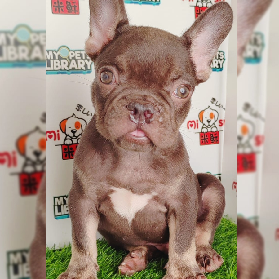 French Bulldog Puppy (Male) For Sale