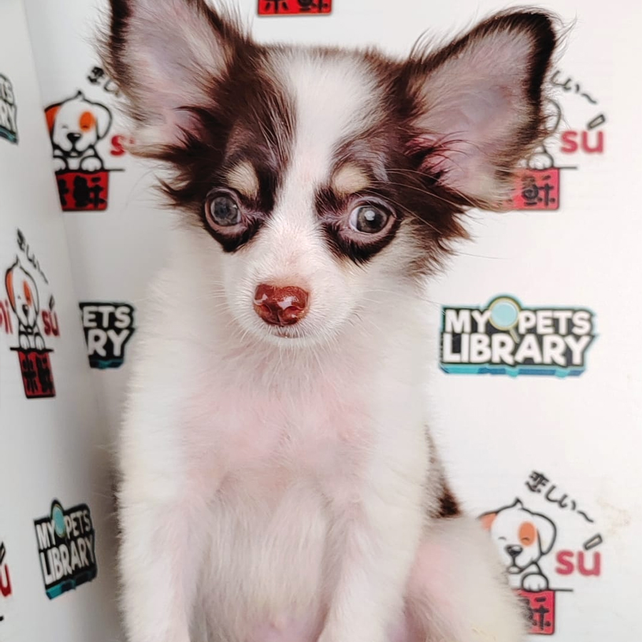 Chihuahua Puppy (Male) For Sale